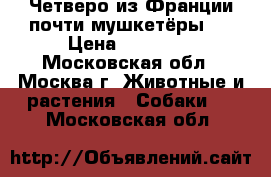 Четверо из Франции-почти мушкетёры!! › Цена ­ 35 000 - Московская обл., Москва г. Животные и растения » Собаки   . Московская обл.